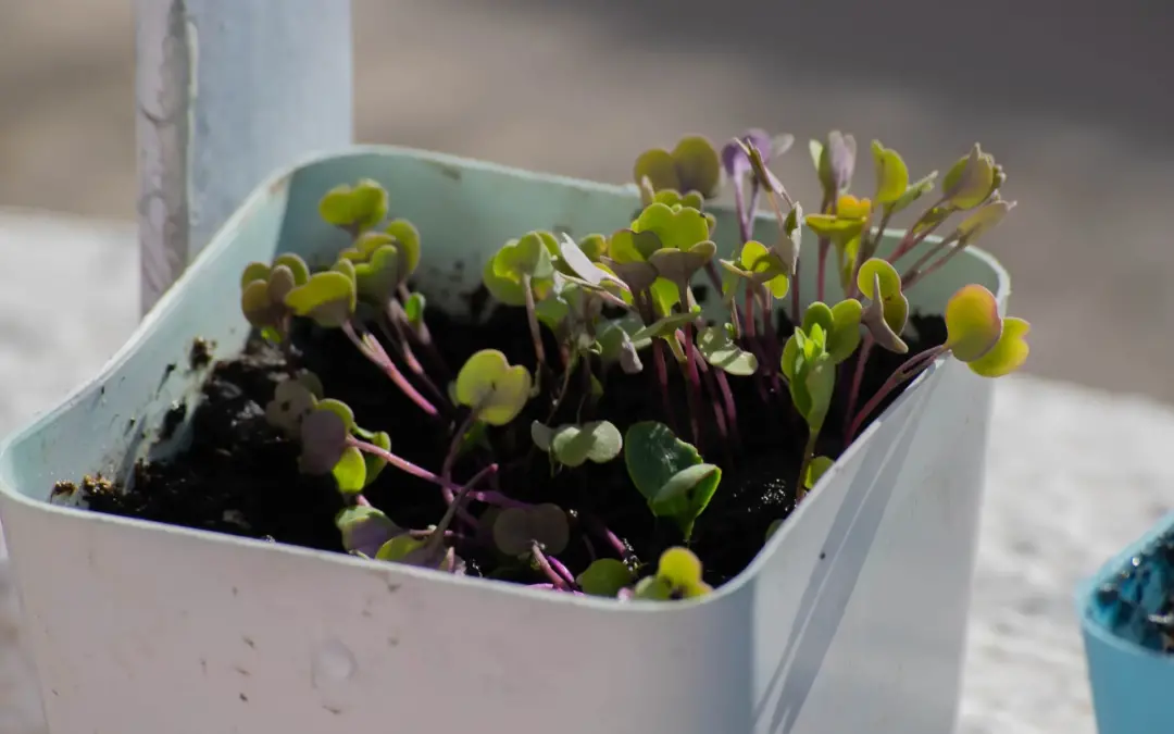 🌱 FE COMO GRANO DE MOSTAZA: Un Regalo Celestial a la Tierra