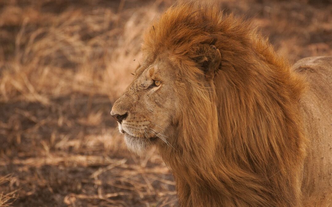 EL RUGIDO DEL LEON
